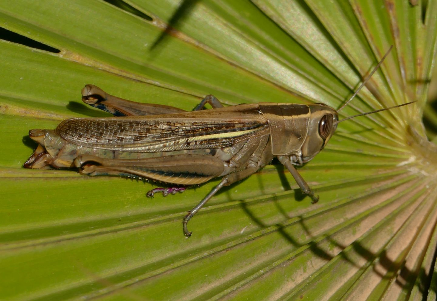 Cavalletta da identificare